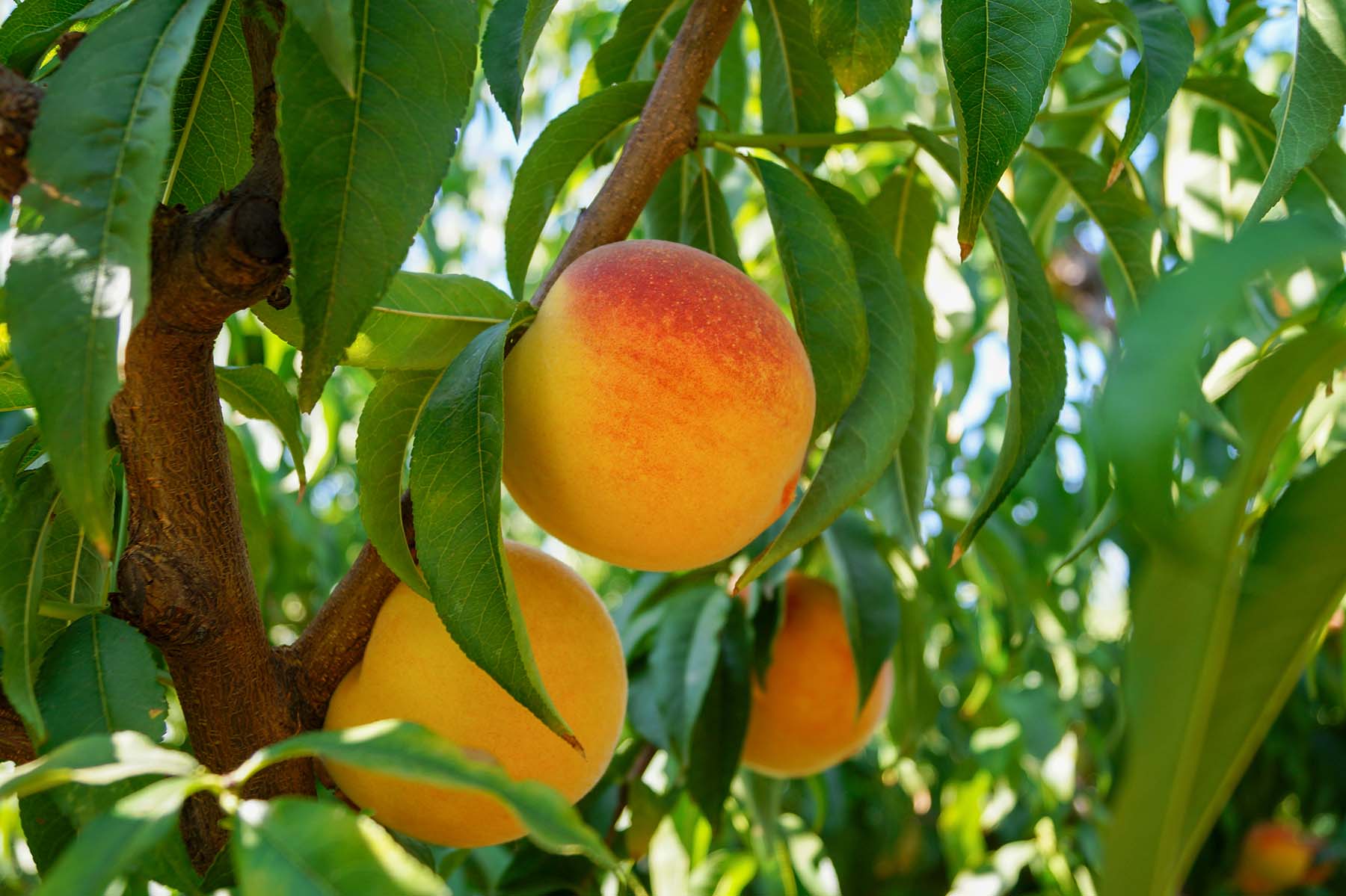 Vuelve el rey del sabor melocotón IGP de Cieza Thader Cieza El corazón del sabor